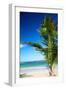 Caribbean Beach with Beautiful Palm-pashapixel-Framed Photographic Print