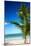 Caribbean Beach with Beautiful Palm-pashapixel-Mounted Photographic Print