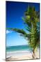 Caribbean Beach with Beautiful Palm-pashapixel-Mounted Photographic Print