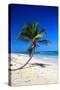 Caribbean Beach with Beautiful Palms and White Sand-pashapixel-Stretched Canvas