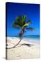 Caribbean Beach with Beautiful Palms and White Sand-pashapixel-Stretched Canvas
