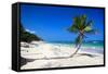 Caribbean Beach with Beautiful Palms and White Sand-pashapixel-Framed Stretched Canvas