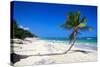 Caribbean Beach with Beautiful Palms and White Sand-pashapixel-Stretched Canvas