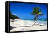 Caribbean Beach with Beautiful Palms and White Sand-pashapixel-Framed Stretched Canvas