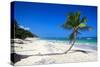 Caribbean Beach with Beautiful Palms and White Sand-pashapixel-Stretched Canvas