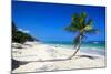 Caribbean Beach with Beautiful Palms and White Sand-pashapixel-Mounted Photographic Print