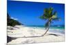 Caribbean Beach with Beautiful Palms and White Sand-pashapixel-Mounted Photographic Print