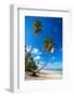 Caribbean Beach with Beautiful Palms and White Sand-pashapixel-Framed Photographic Print