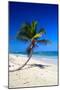 Caribbean Beach with Beautiful Palms and White Sand-pashapixel-Mounted Photographic Print