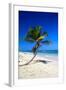 Caribbean Beach with Beautiful Palms and White Sand-pashapixel-Framed Photographic Print