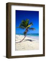 Caribbean Beach with Beautiful Palms and White Sand-pashapixel-Framed Photographic Print