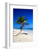 Caribbean Beach with Beautiful Palms and White Sand-pashapixel-Framed Photographic Print