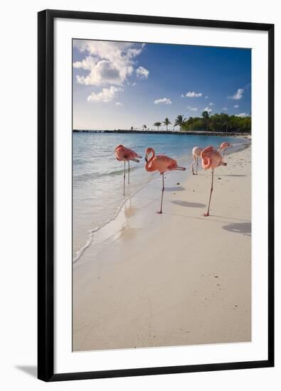 Caribbean Beach With Pink Flamingos, Aruba-George Oze-Framed Photographic Print