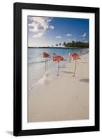 Caribbean Beach With Pink Flamingos, Aruba-George Oze-Framed Photographic Print