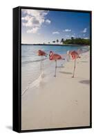 Caribbean Beach With Pink Flamingos, Aruba-George Oze-Framed Stretched Canvas