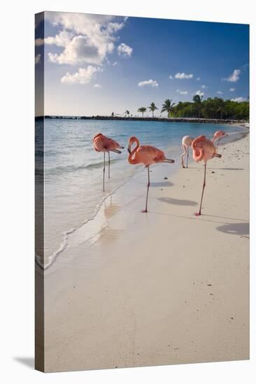 Caribbean Beach With Pink Flamingos, Aruba-George Oze-Stretched Canvas