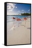 Caribbean Beach With Pink Flamingos, Aruba-George Oze-Framed Stretched Canvas