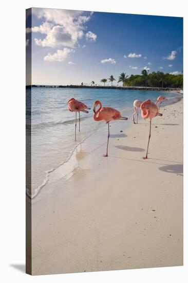 Caribbean Beach With Pink Flamingos, Aruba-George Oze-Stretched Canvas