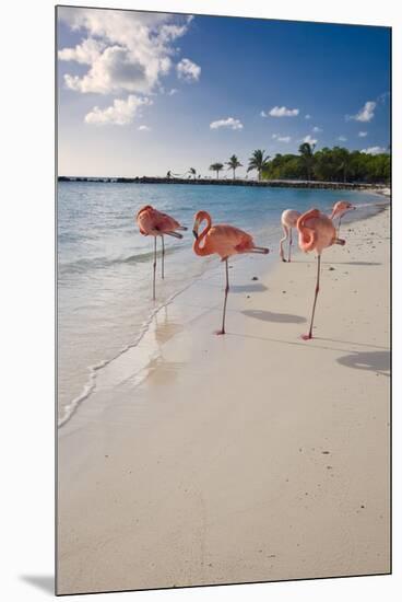 Caribbean Beach With Pink Flamingos, Aruba-George Oze-Mounted Premium Photographic Print
