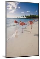 Caribbean Beach With Pink Flamingos, Aruba-George Oze-Mounted Photographic Print