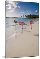 Caribbean Beach With Pink Flamingos, Aruba-George Oze-Mounted Photographic Print