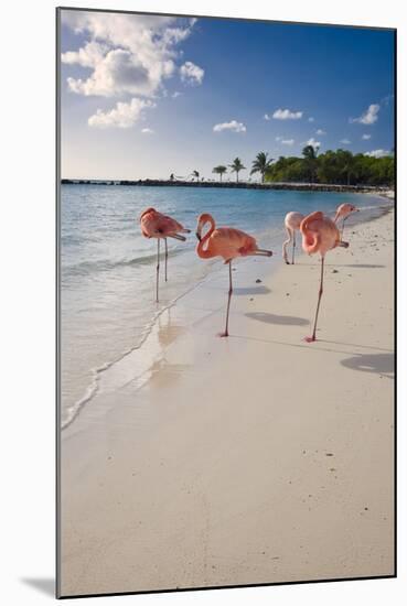 Caribbean Beach With Pink Flamingos, Aruba-George Oze-Mounted Photographic Print