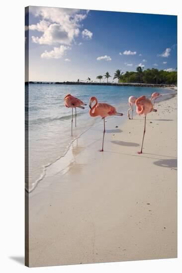 Caribbean Beach With Pink Flamingos, Aruba-George Oze-Stretched Canvas