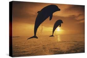 Caribbean, Bottlenose Dolphin, Tursiops Truncatus-Stuart Westmorland-Stretched Canvas