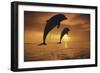 Caribbean, Bottlenose Dolphin, Tursiops Truncatus-Stuart Westmorland-Framed Photographic Print