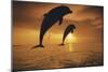 Caribbean, Bottlenose Dolphin, Tursiops Truncatus-Stuart Westmorland-Mounted Photographic Print