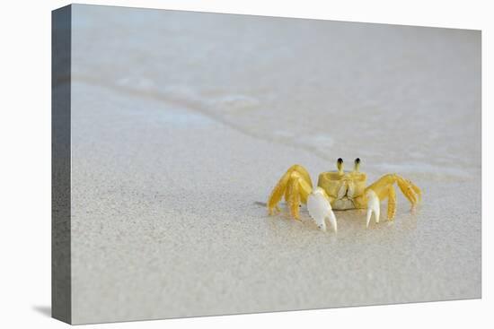 Caribbean, British Virgin Islands, Anegada. Ghost Crab-Kevin Oke-Stretched Canvas