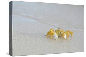 Caribbean, British Virgin Islands, Anegada. Ghost Crab-Kevin Oke-Stretched Canvas