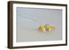 Caribbean, British Virgin Islands, Anegada. Ghost Crab-Kevin Oke-Framed Photographic Print