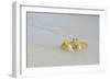 Caribbean, British Virgin Islands, Anegada. Ghost Crab-Kevin Oke-Framed Photographic Print