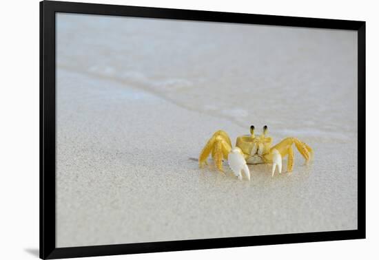 Caribbean, British Virgin Islands, Anegada. Ghost Crab-Kevin Oke-Framed Photographic Print