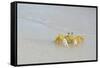 Caribbean, British Virgin Islands, Anegada. Ghost Crab-Kevin Oke-Framed Stretched Canvas