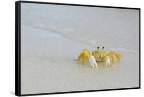 Caribbean, British Virgin Islands, Anegada. Ghost Crab-Kevin Oke-Framed Stretched Canvas