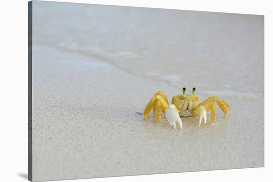 Caribbean, British Virgin Islands, Anegada. Ghost Crab-Kevin Oke-Stretched Canvas