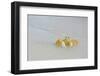 Caribbean, British Virgin Islands, Anegada. Ghost Crab-Kevin Oke-Framed Photographic Print