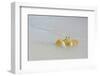 Caribbean, British Virgin Islands, Anegada. Ghost Crab-Kevin Oke-Framed Photographic Print