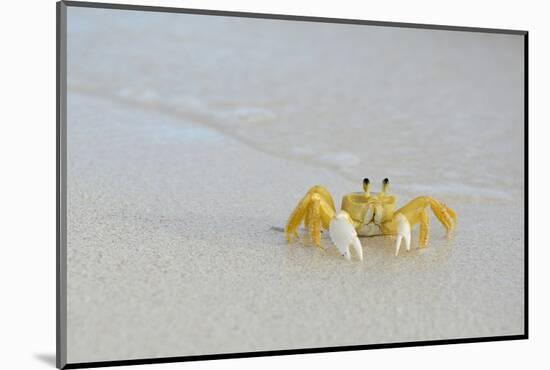 Caribbean, British Virgin Islands, Anegada. Ghost Crab-Kevin Oke-Mounted Photographic Print