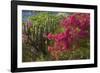 Caribbean, British Virgin Islands. Bougainvillea and Pipe Organ Cactus-Kevin Oke-Framed Photographic Print