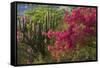 Caribbean, British Virgin Islands. Bougainvillea and Pipe Organ Cactus-Kevin Oke-Framed Stretched Canvas