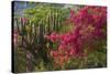 Caribbean, British Virgin Islands. Bougainvillea and Pipe Organ Cactus-Kevin Oke-Stretched Canvas