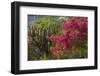 Caribbean, British Virgin Islands. Bougainvillea and Pipe Organ Cactus-Kevin Oke-Framed Photographic Print