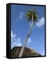 Caribbean, British Virgin Islands. Palm Tree in Spring Bay, the Baths-Kevin Oke-Framed Stretched Canvas