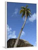 Caribbean, British Virgin Islands. Palm Tree in Spring Bay, the Baths-Kevin Oke-Framed Photographic Print