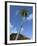 Caribbean, British Virgin Islands. Palm Tree in Spring Bay, the Baths-Kevin Oke-Framed Photographic Print