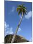 Caribbean, British Virgin Islands. Palm Tree in Spring Bay, the Baths-Kevin Oke-Mounted Photographic Print