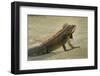 Caribbean, British Virgin Islands, Peter Island. Green Iguana-Kevin Oke-Framed Photographic Print